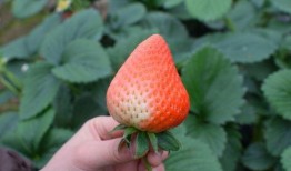 娱乐吃瓜草莓,揭秘娱乐圈的甜蜜秘密